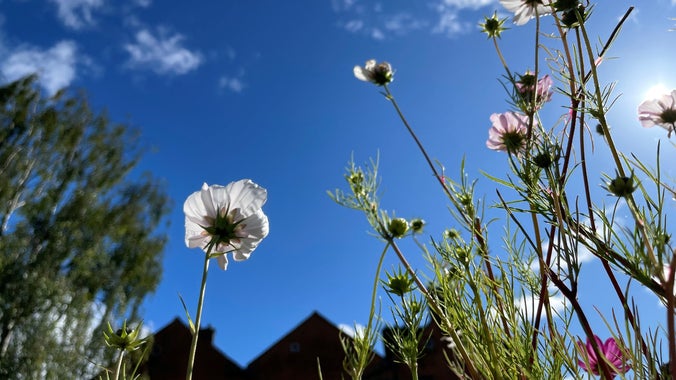 Looking up at a bright blue ski from underneath white and pink cosmos with the back of the house in the distance.